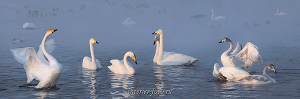 Серии панорам Лебеди озера Светлого