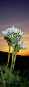 Вертикальное фото Цветы Алтая. Гора Сарлык