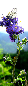 Вертикальное фото для интерьера Цветы Алтая