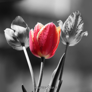 Черно-белые цветы тюльпаны
