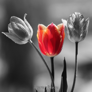Фото для кафе Фото цветов тюльпаны