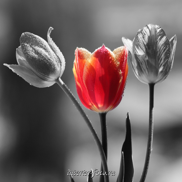 Фото цветов тюльпаны
