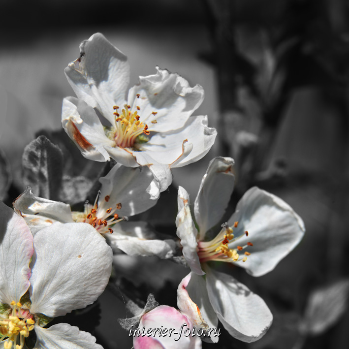Черно-белые цветы | ФОТОВЫСТАВКА