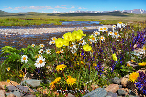 Цветы по дороге на плато Укок