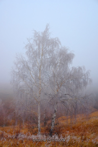 Родной пейзаж Туман