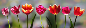 Панорамное фото Цветы - тюльпаны