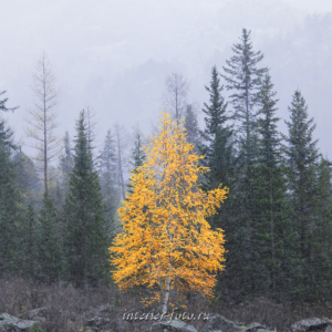 художественное фото Осень на Катунском хребте