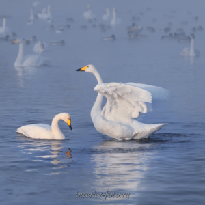 Квадратные фотографии Лебеди озера Светлого