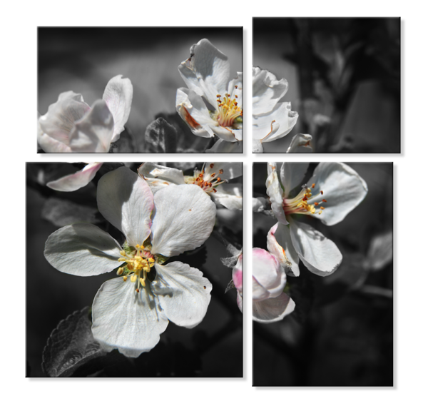 Модульная фотокартина - цветы