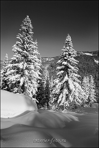 Черно-белое фото Сибирская зима