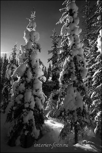 Черно-белое фото Сибирская зима