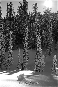 Черно-белое фото Зима в Сибири