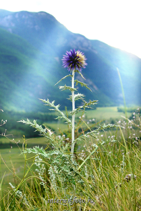 Цветок в долине Чуи