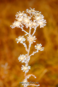 Осенний цветок Белокуриха
