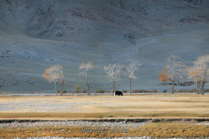 В районе Цэнгэла - Монголия
