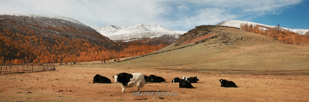 Яки-сарлыки в Монгольском Алтае