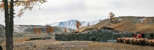 Стрижка овец в Монголии