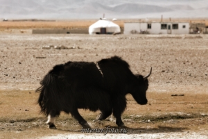 Як одно из распространенных домашних животных Монголии