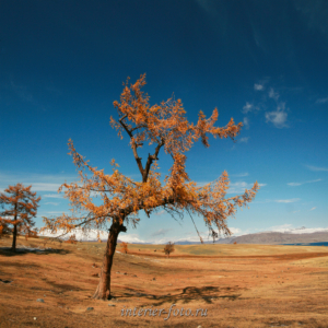 Пейзажи Монгольского Алтая - осень