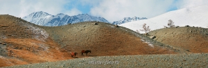 В горах Монгольского Алтая