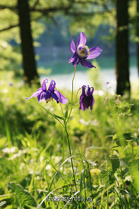 Цветы озера Ару-Кем