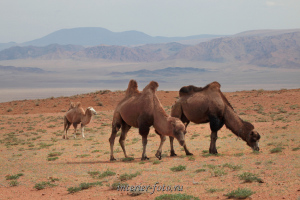 Верблюды в Монголии