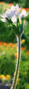 Вертикальное фото Подснежники сон-трава