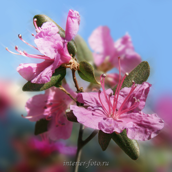 Цветы Алтая - маральник