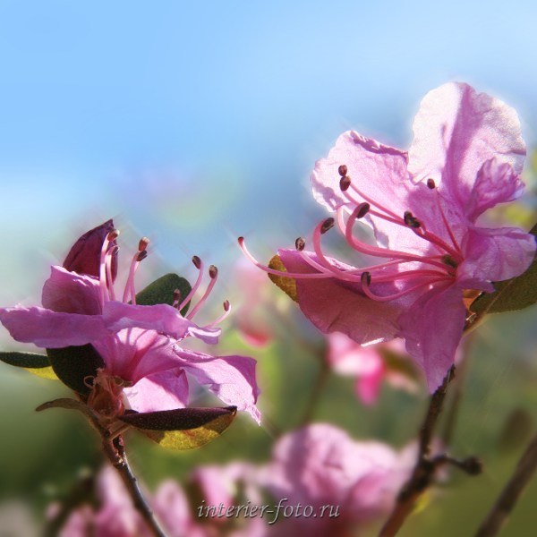 Цветы Алтая - маральник