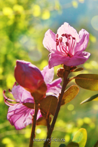 На Алтае цветет маральник