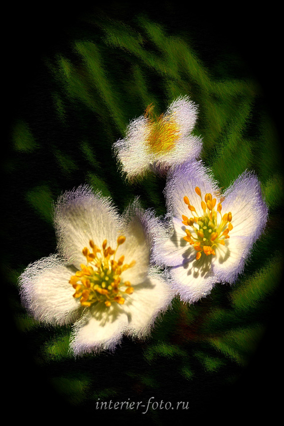 Цветы Алтая