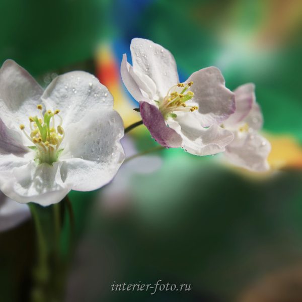 Диптих - цветы Алтая