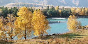 Панорама Осенняя Катунь