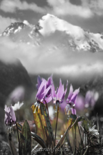 Фото черно-белое с цветом Цветы Чуи