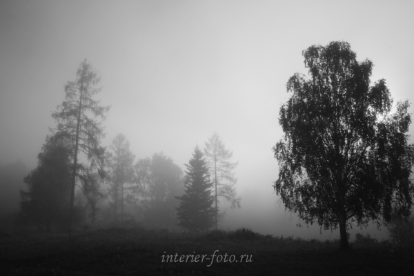 Черно-белое фото Туман