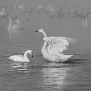 Черно-белое фото Лебеди