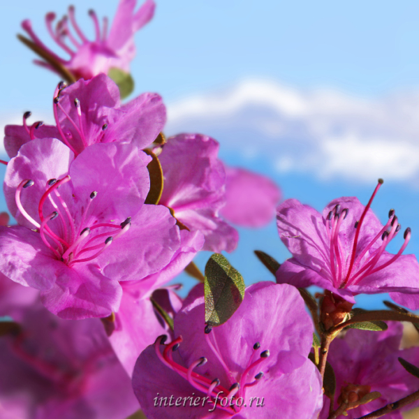 Фото цветов Маральник