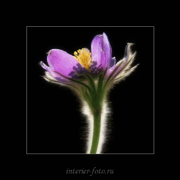 Фото цветов Подснежники сон-трава