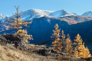 Вершины Курайского хребта Алтай