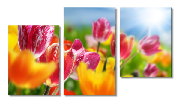 Модульная фотокартина Тюльпаны
