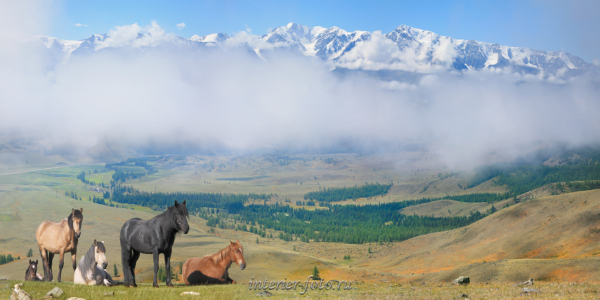 Панорама Лошади на фоне гор
