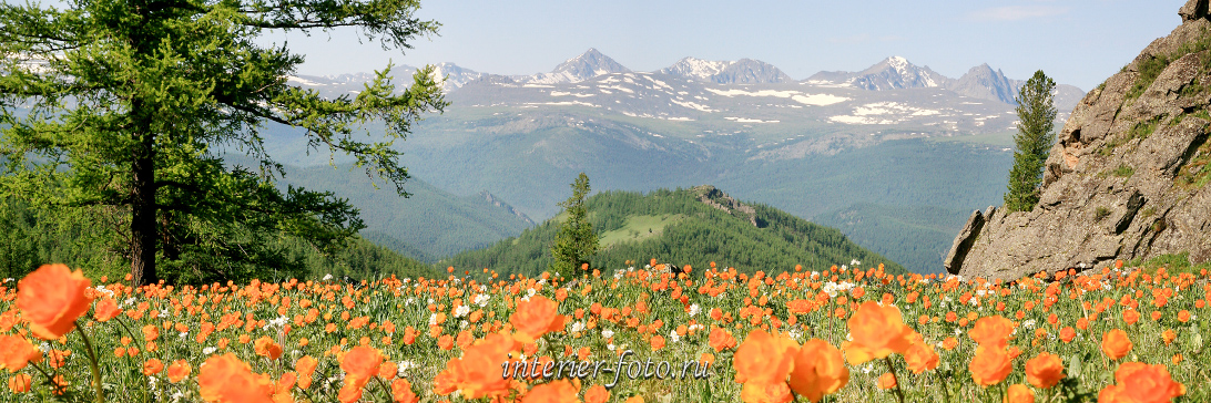 Панорама цветущих гор